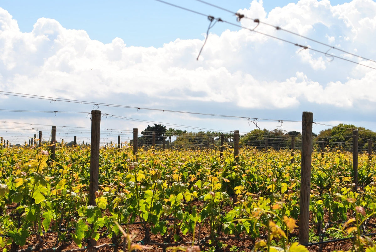 TENUTA CORALLO - Wein aus dem südlichsten Punkt Apuliens